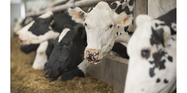 ABB Supplies Automation System for Cattle Feed Additive Facility to Support Methane Reduction Goals