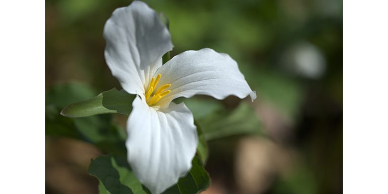 Ontario Promotes Key Sectors During Trade Mission to New York City